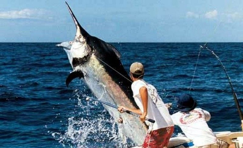 Categoria Pesca deportiva