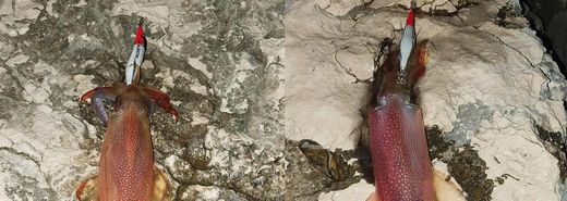 DTD Ballistic Full Color Egi 3.0