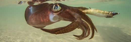 DTD Peixe real Oita