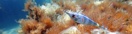 DTD Wounded Fish Bukva 2.5