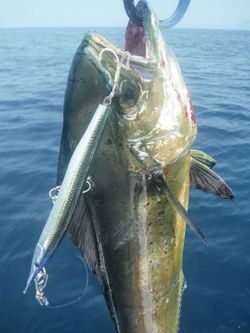 Mały Jack Sayoris-Z