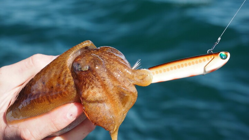 Power Tail Squid Fiiish — nauticamilanonline
