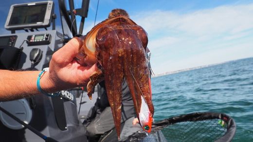 Power Tail Squid Fiiish