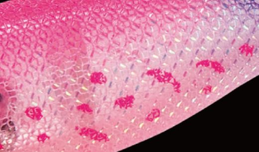 Yo-Zuri BAVC Ultra DX S 75mm